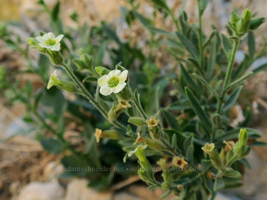 desert tobacco (Nicotiana obtusifolia) [Darwin Falls Trail, Death Valley National Park, Inyo County, California]