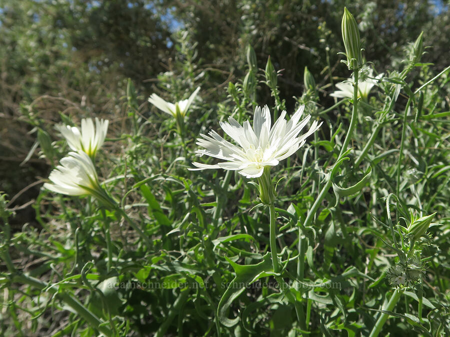 desert chicory (Rafinesquia neomexicana) [Darwin Wash, Death Valley National Park, Inyo County, California]