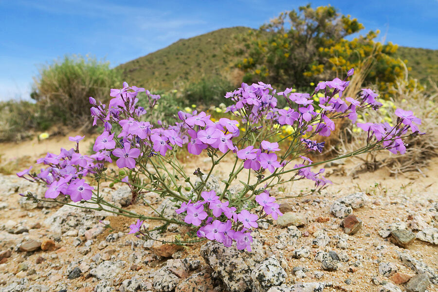 showy gilia (Gilia cana) [BLM Road SE139, Kern County, California]