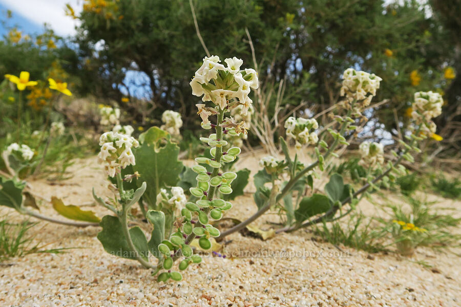 California spectacle-pod (Dithyrea californica) [BLM Road SE139, Kern County, California]