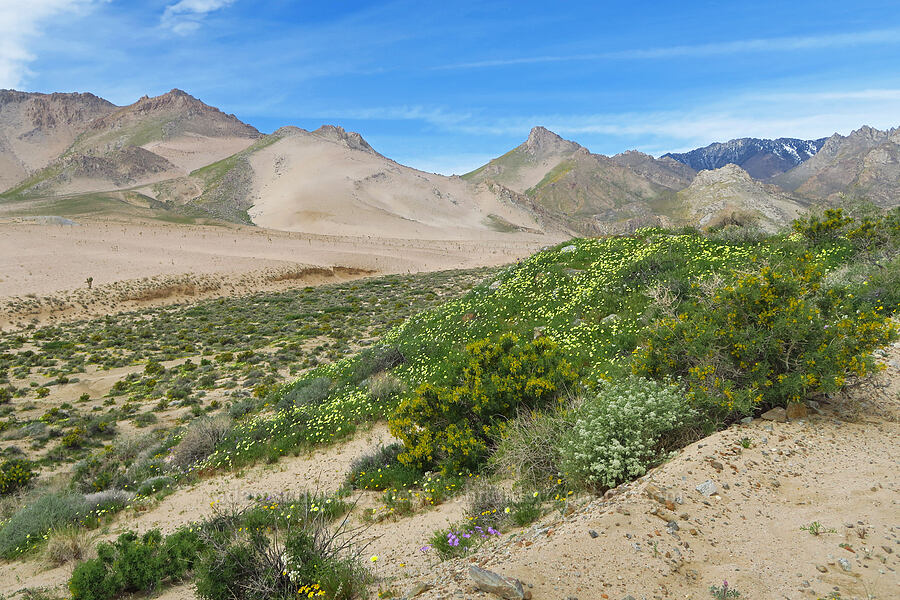 wildflowers & desert mountains (Malacothrix glabrata, Cleomella arborea (Peritoma arborea) (Cleome isomeris), Lepidium sp.) [BLM Road SE139, Kern County, California]