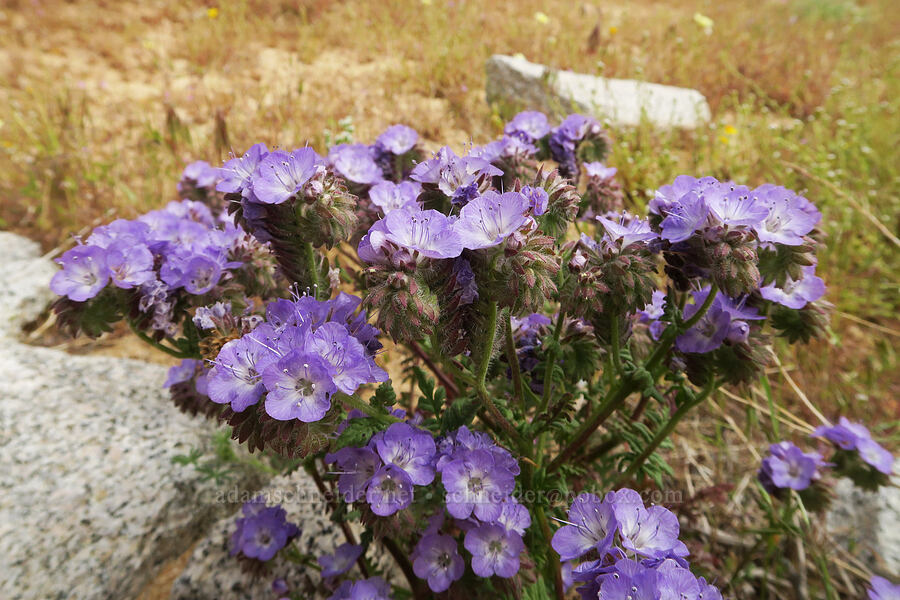 distant phacelia (Phacelia distans) [Short Canyon, Kern County, California]