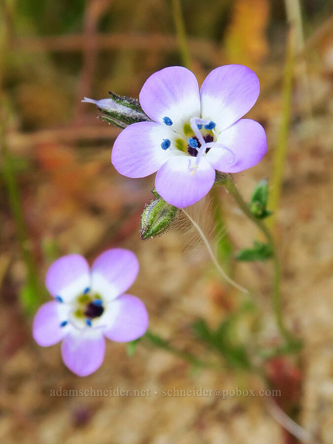 Nevada gilia (Gilia brecciarum) [Short Canyon, Kern County, California]