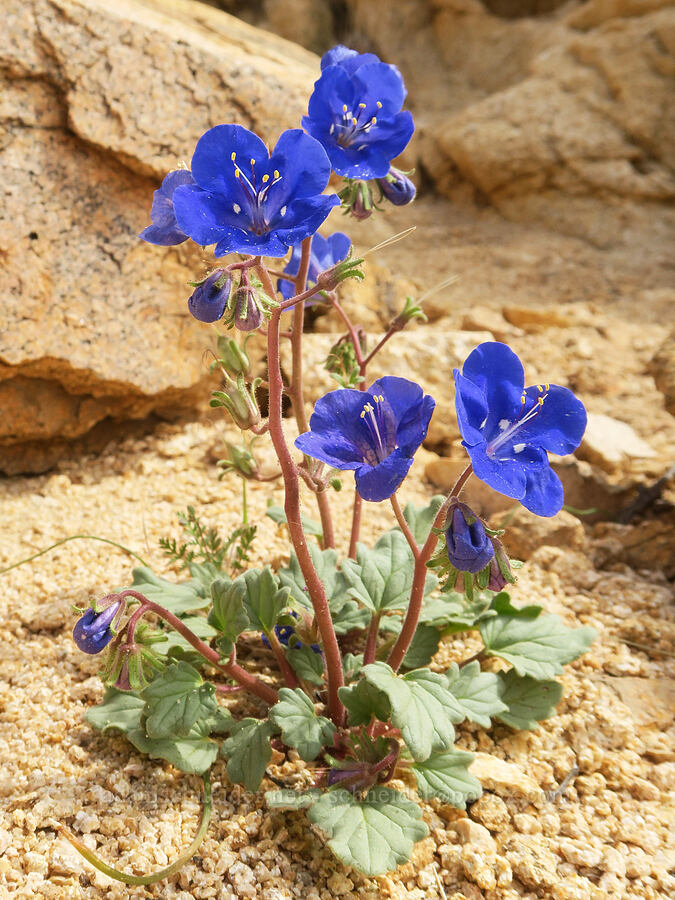 Charlotte's phacelia (Phacelia nashiana) [Short Canyon, Kern County, California]