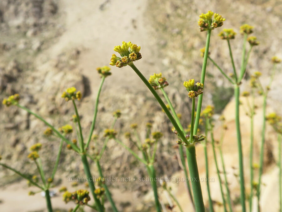 Weston's naked buckwheat (Eriogonum nudum var. westonii) [Short Canyon, Kern County, California]