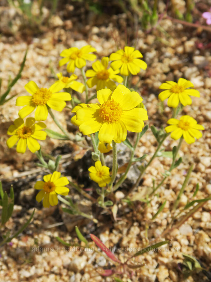 woolly sunflower (Eriophyllum ambiguum) [Short Canyon, Kern County, California]