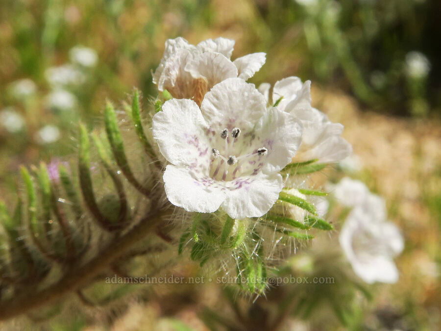caterpillar phacelia (Phacelia cicutaria) [Short Canyon, Kern County, California]