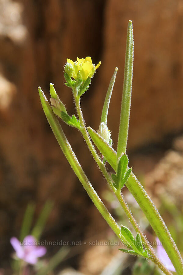 dobie-pod (Tropidocarpum gracile) [Short Canyon, Kern County, California]