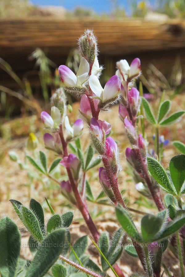 bajada lupine (Lupinus concinnus) [Short Canyon, Kern County, California]