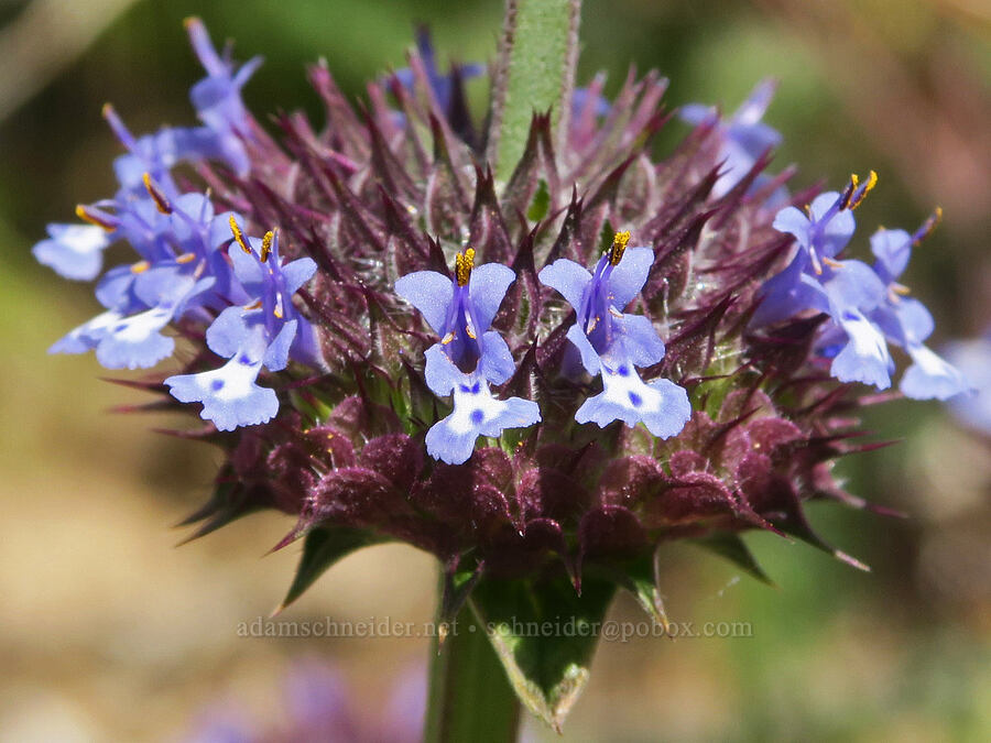 chia sage (Salvia columbariae) [Short Canyon, Kern County, California]