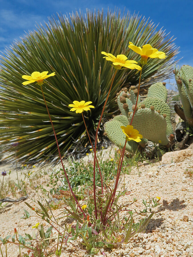 Bigelow's coreopsis (Leptosyne bigelovii (Coreopsis bigelovii)) [Short Canyon, Kern County, California]