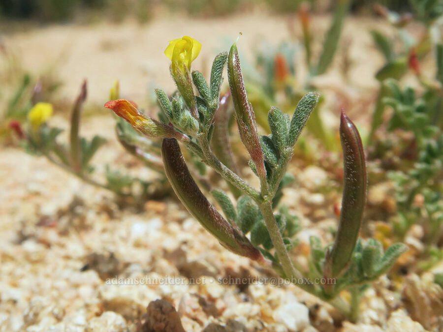 Bishop's lotus (Acmispon strigosus (Ottleya strigosa) (Lotus strigosus)) [Short Canyon, Kern County, California]