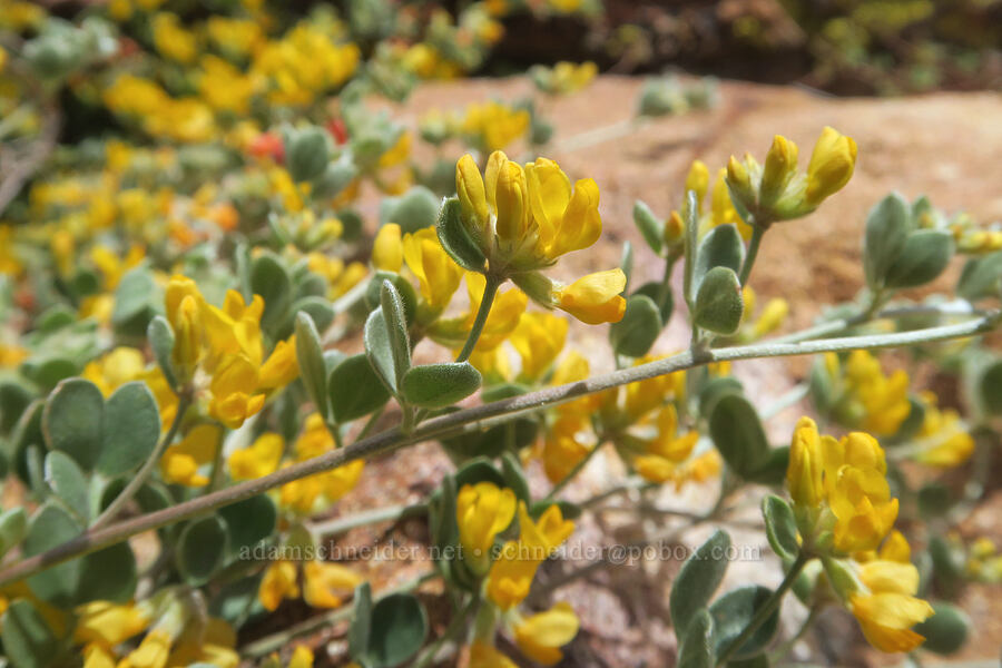 silver bird's-foot trefoil (Acmispon argophyllus (Lotus argophyllus)) [Short Canyon, Kern County, California]