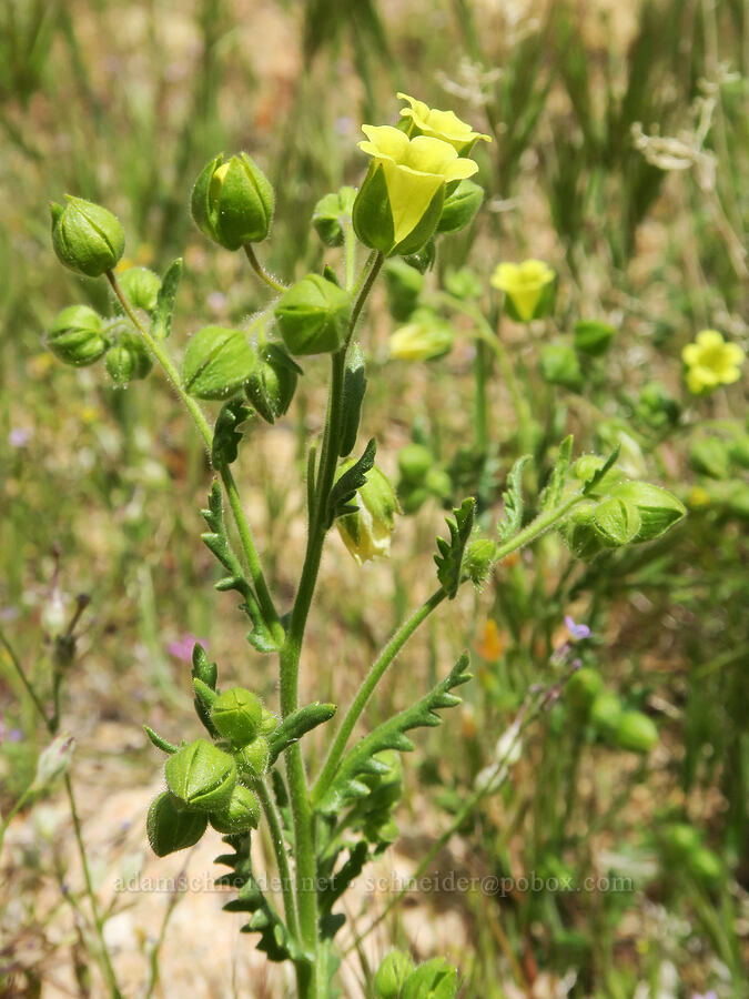 whispering bells (Emmenanthe penduliflora) [Short Canyon, Kern County, California]