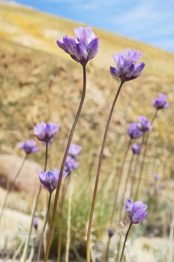 blue dicks (Dipterostemon capitatus (Dichelostemma capitatum)) [Short Canyon, Kern County, California]