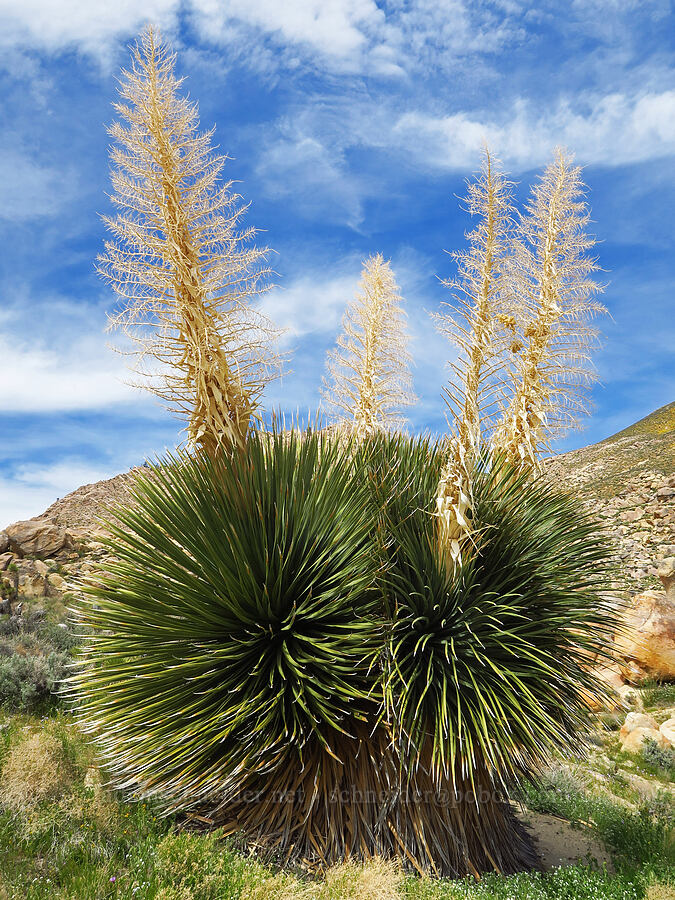 giant nolina (Nolina parryi) [Short Canyon, Kern County, California]