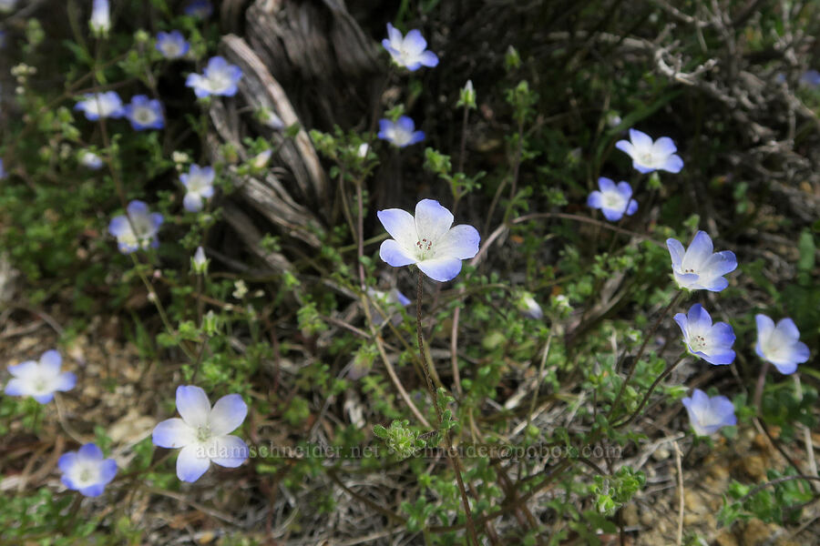 baby-blue-eyes (Nemophila menziesii) [Short Canyon, Kern County, California]