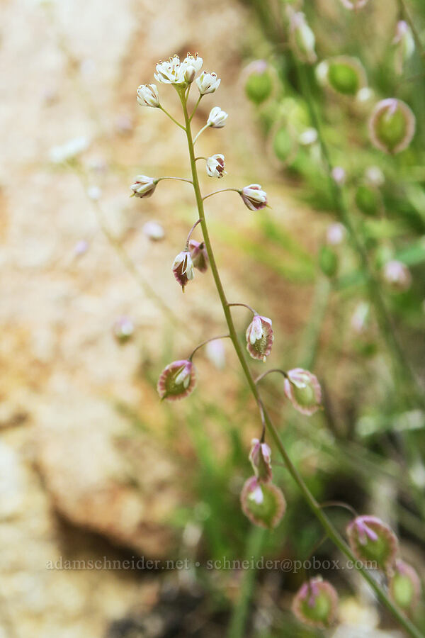 fringe-pod (Thysanocarpus curvipes) [Short Canyon, Kern County, California]