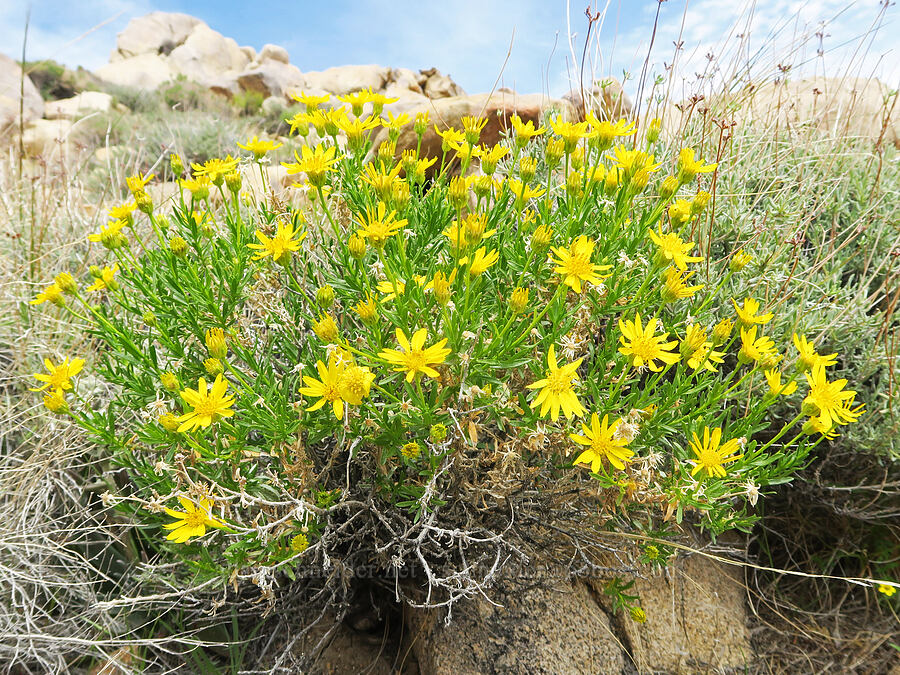 narrow-leaf goldenbush (Ericameria linearifolia (Haplopappus linearifolius)) [Short Canyon, Kern County, California]