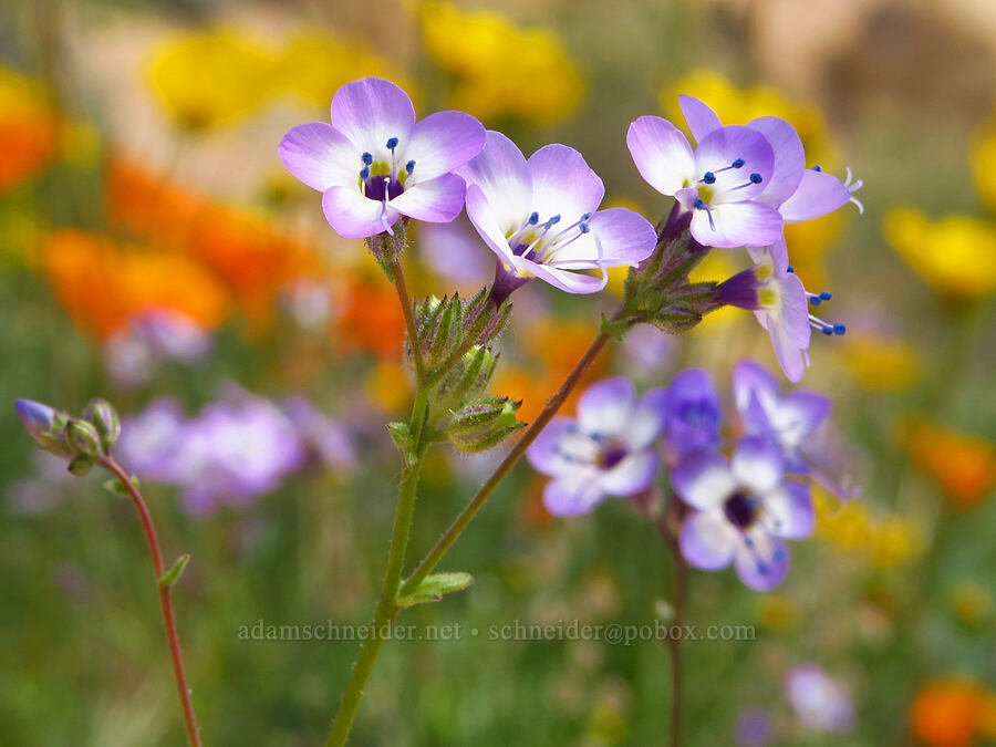 Nevada gilia (Gilia brecciarum ssp. neglecta) [Short Canyon, Kern County, California]