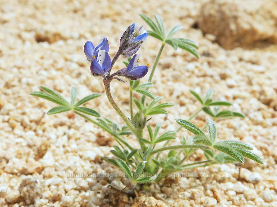 miniature lupine (Lupinus bicolor) [Short Canyon, Kern County, California]