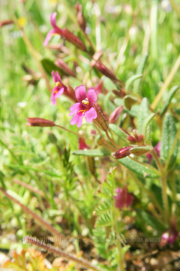 Brewer's monkeyflower (Erythranthe breweri (Mimulus breweri)) [Short Canyon, Kern County, California]