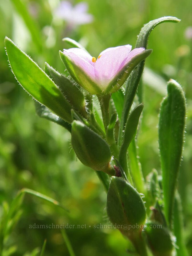 pale pink red-maids (Calandrinia ciliata (Calandrinia menziesii)) [Short Canyon, Kern County, California]