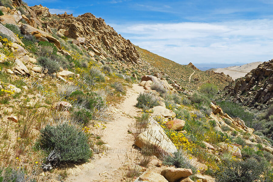 wildflowers & Short Canyon [Short Canyon, Kern County, California]