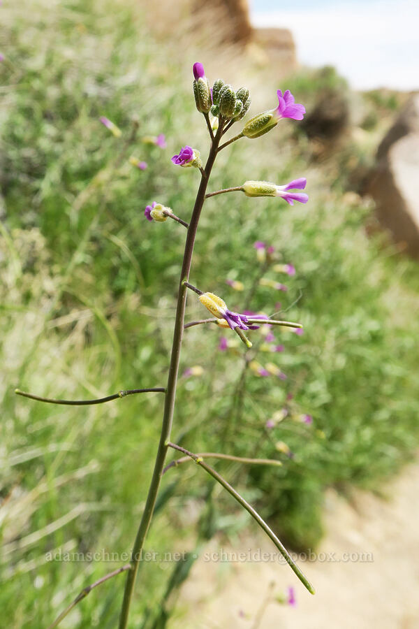 bigfoot hybrid rock-cress (Boechera xylopoda (Arabis pulchra var. gracilis)) [Short Canyon, Kern County, California]