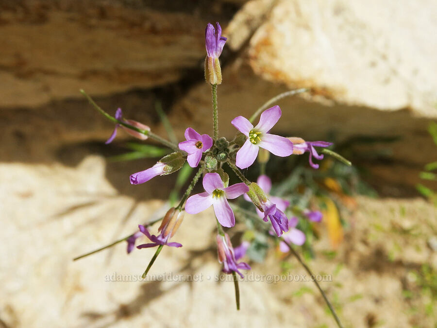 beautiful rock-cress (Boechera pulchra (Arabis pulchra)) [Short Canyon, Kern County, California]