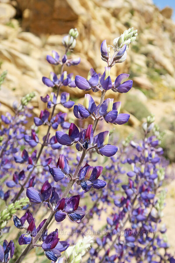 grape soda lupine (?) (Lupinus excubitus) [Short Canyon, Kern County, California]