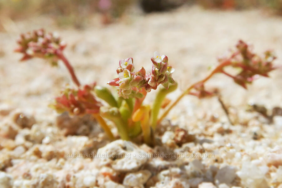 common pussy-paws (Calyptridium monandrum (Cistanthe monandra)) [Short Canyon, Kern County, California]