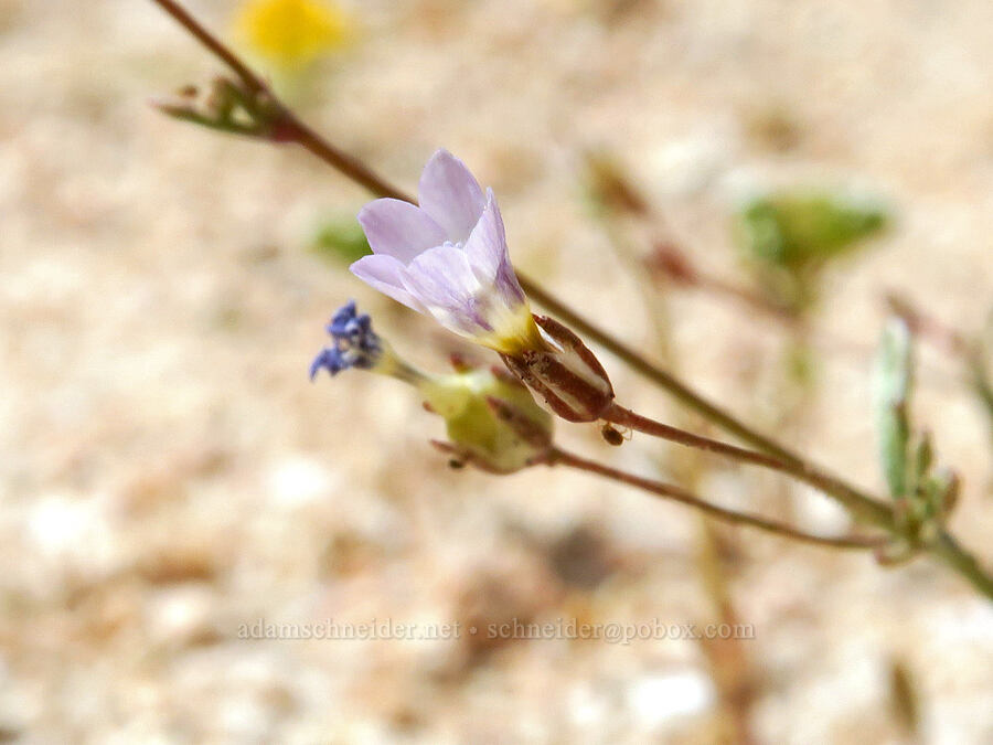 gilia (Gilia sp.) [Short Canyon, Kern County, California]
