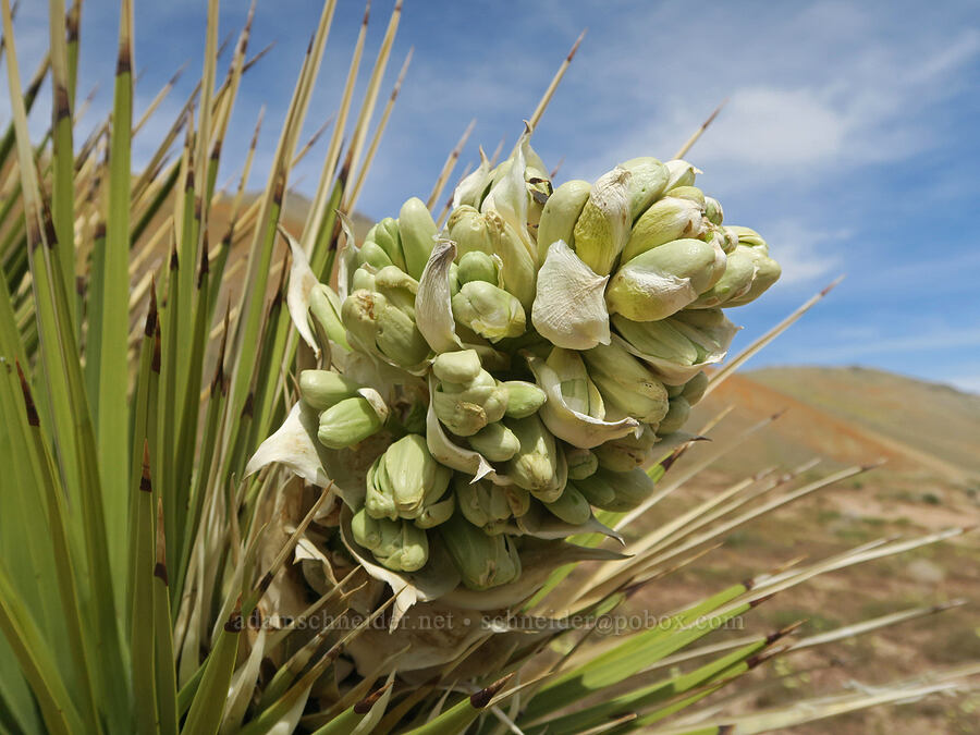 Joshua tree flowers (Yucca brevifolia) [Short Canyon, Kern County, California]