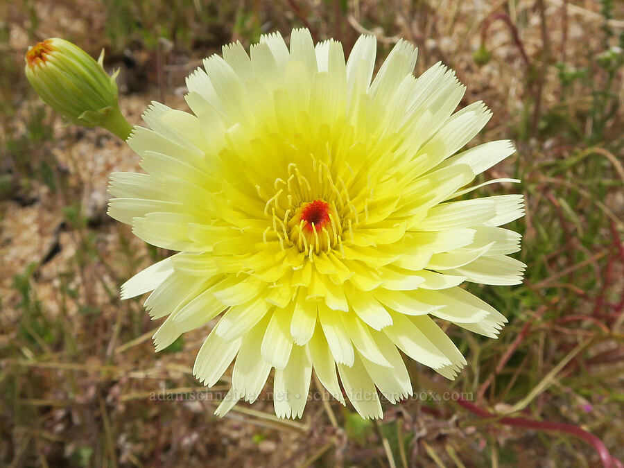 desert-dandelion (Malacothrix glabrata) [Short Canyon, Kern County, California]