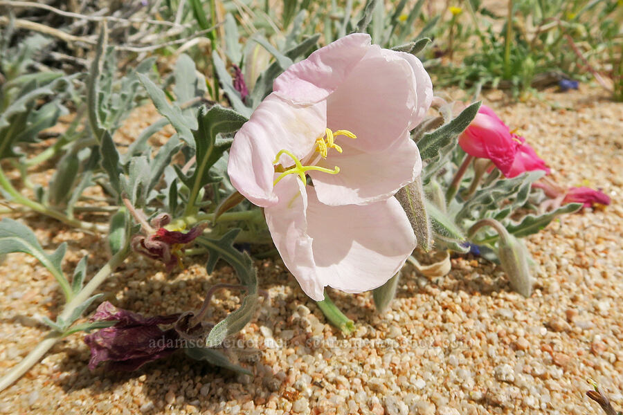 evening-primrose (Oenothera sp.) [BLM Road SE143, Kern County, California]
