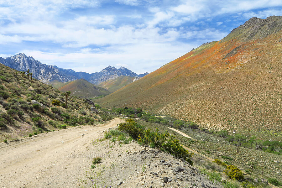 Grapevine Canyon [Grapevine Canyon, Kern County, California]