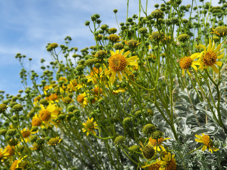 brittlebush (Encelia farinosa) [U.S. Highway 395 Frontage Road, Kern County, California]