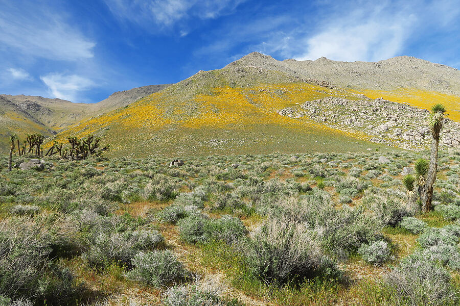 wildflower-covered hills (and Joshua trees) (Yucca brevifolia) [Sand Canyon, Kern County, California]