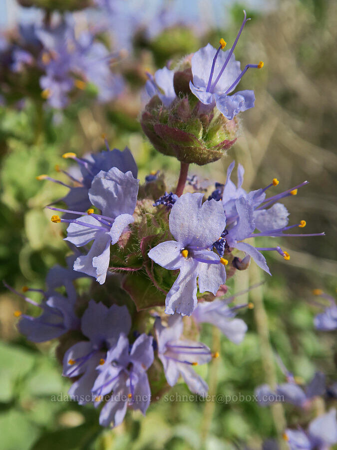 unusually pale hairy sage (Salvia dorrii var. pilosa) [Sand Canyon Road, Kern County, California]