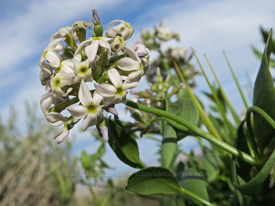 woolly blue-star (Amsonia tomentosa) [Sand Canyon Road, Kern County, California]