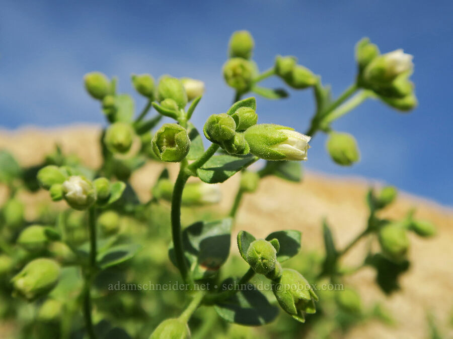 wishbone-bush (desert four-o'-clock) (Mirabilis laevis) [Sand Canyon Road, Kern County, California]