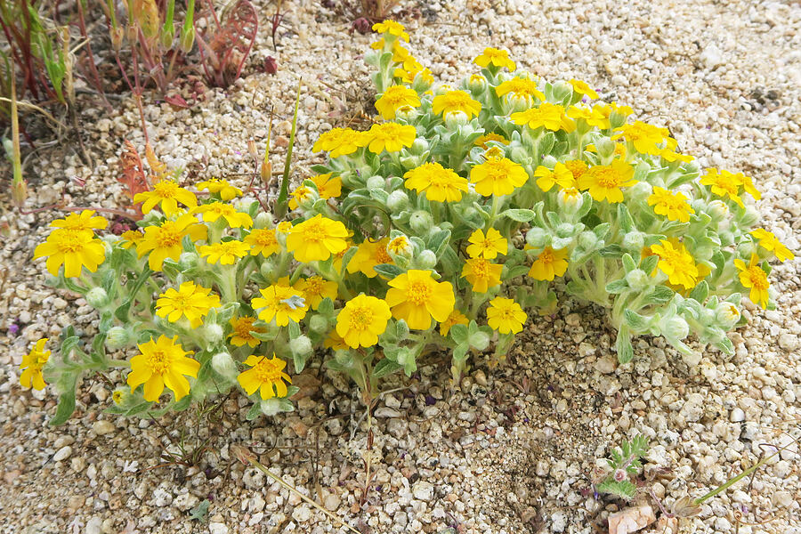 Wallace's woolly daisy (Eriophyllum wallacei) [Sand Canyon Road, Kern County, California]
