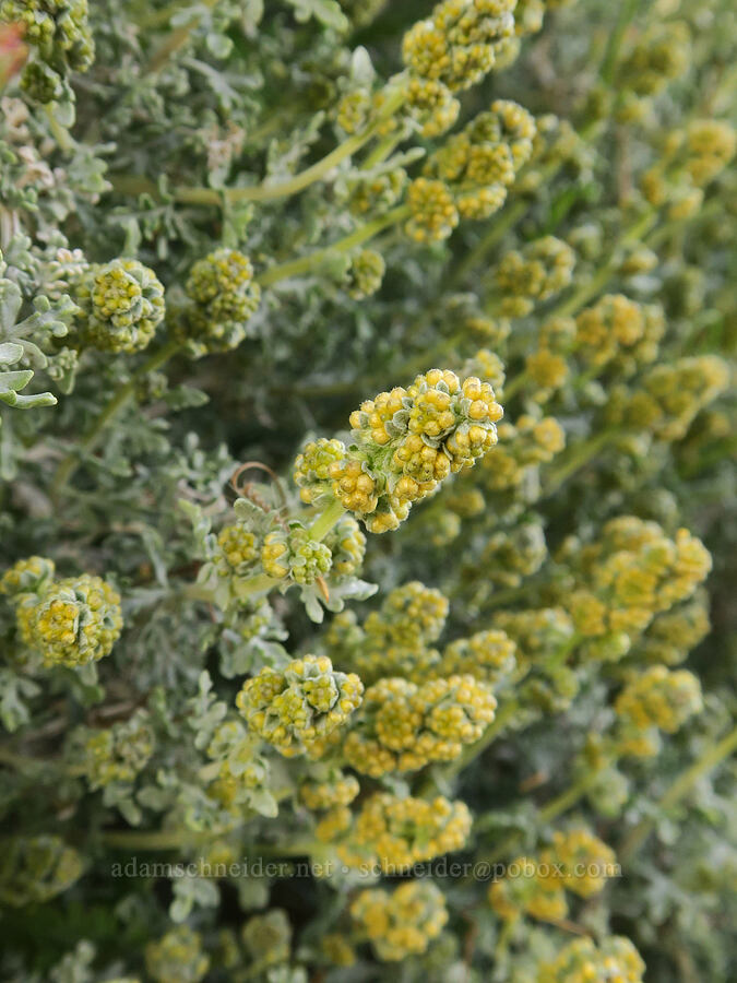 white bur-sage/burro-weed (Ambrosia dumosa) [Sand Canyon Road, Kern County, California]