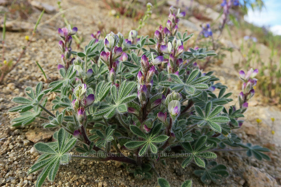 bajada lupine (Lupinus concinnus) [BLM Road SE115, Kern County, California]