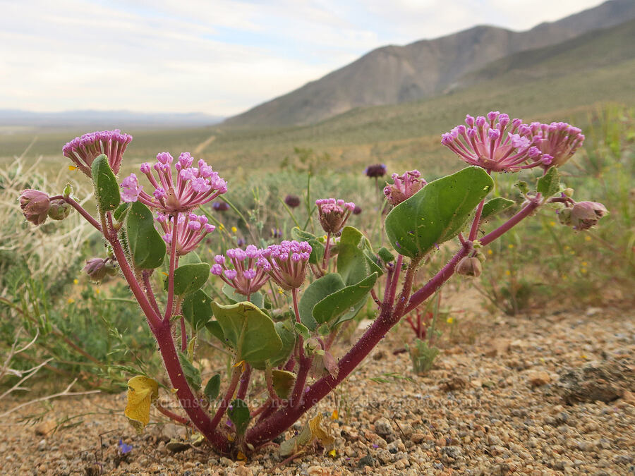 Mojave sand-verbena (Abronia pogonantha) [BLM Road LA1, Inyo County, California]
