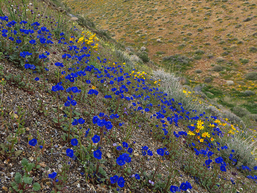 Charlotte's phacelia & Bigelow's coreopsis (Phacelia nashiana, Leptosyne bigelovii (Coreopsis bigelovii)) [Nine Mile Canyon Road, Inyo County, California]
