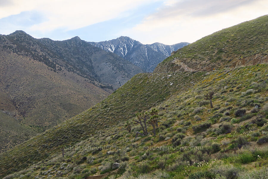 Sawtooth Peak & Nine-Mile Canyon [Nine Mile Canyon Road, Inyo County, California]