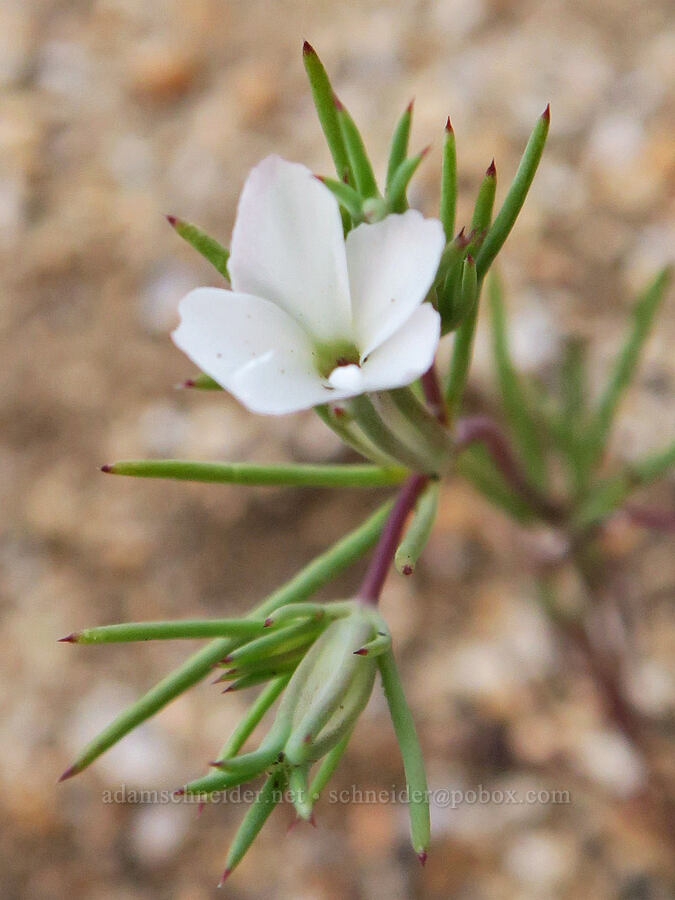 Bigelow's linanthus (Linanthus bigelovii (Gilia bigelovii)) [Nine Mile Canyon Road, Inyo County, California]