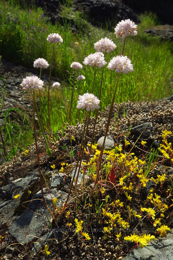 narrow-leaf onion & Sierra mock stonecrop (Allium amplectens, Sedella pumila (Parvisedum pumilum)) [Upper Bidwell Park, Chico, Butte County, California]